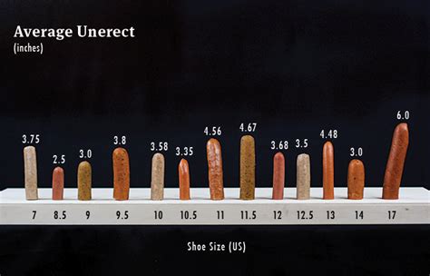 As of 2015, a systematic review of 15,521 men, who were measured by health professionals rather than themselves, concluded that the average length of an erect human penis is 13.12 cm (5.17 inches) long, while the average circumference of an erect human penis is 11.66 cm (4.59 inches). [2] .